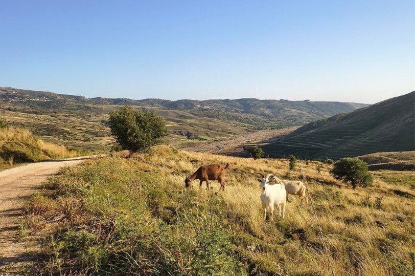 Private Weekend Hiking Experiences in the Troodos Mountains 2