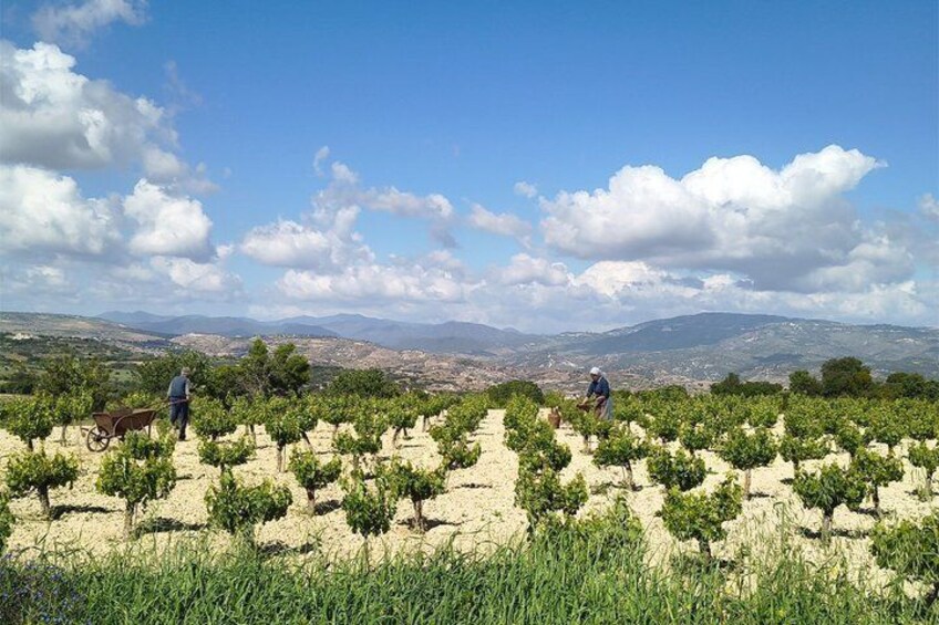 Private Weekend Hiking Experiences in the Troodos Mountains 4