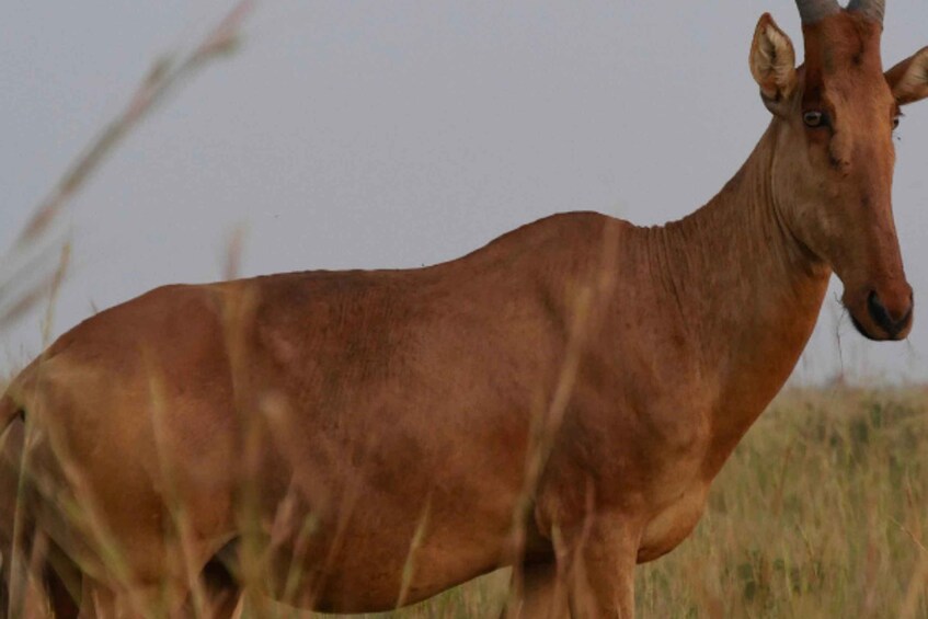 A single brown horse standing in a field with tall grass. 3