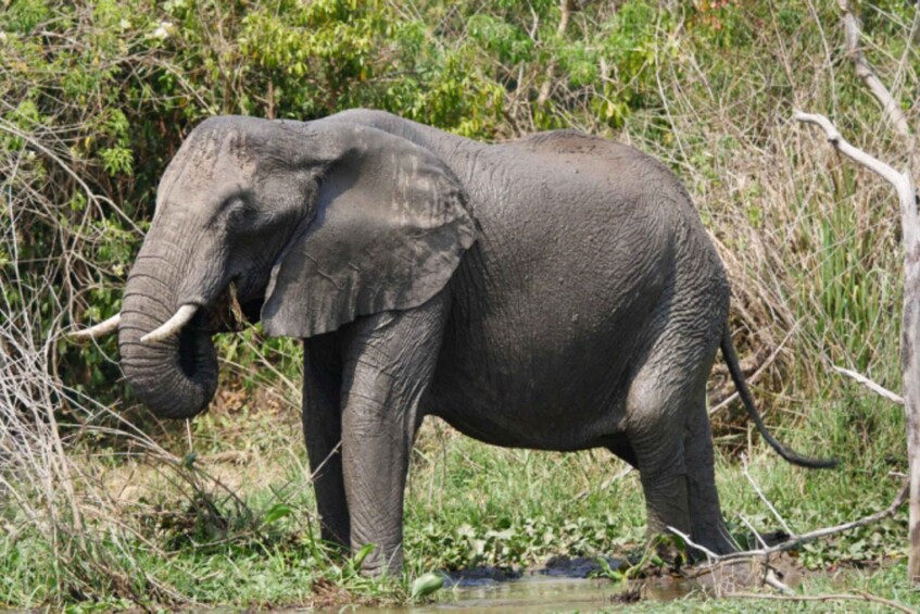 An elephant standing in a natural setting with vegetation and a water body. 1