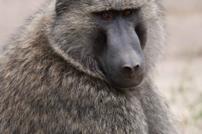 A close-up of a monkey with grey fur and a prominent nose. 2