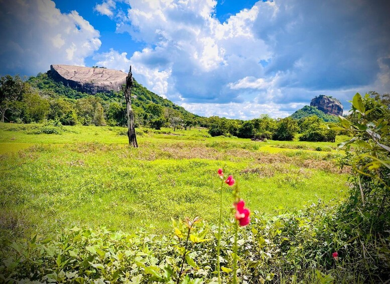 A lush green field with a prominent rock formation in the distance and a tall, thin tree in the foreground. 2