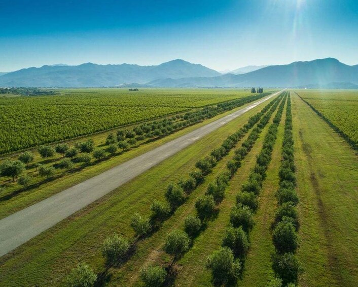A vineyard with rows of trees and a road running through it. 4