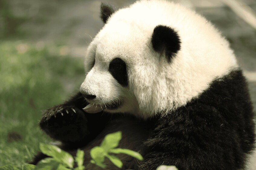 En panda som äter bambu. 3