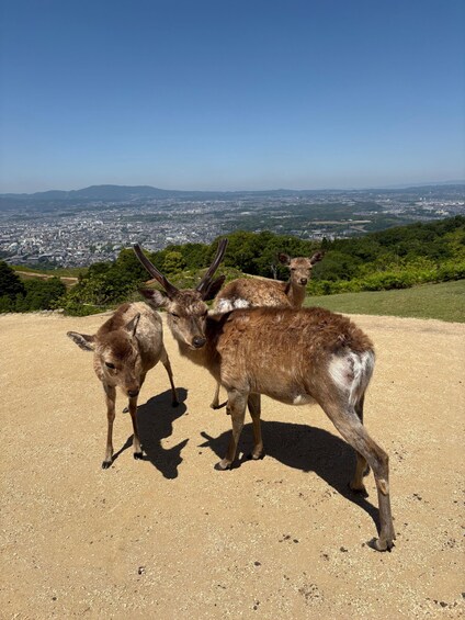 Two deer on a dirt path with a cityscape in the background. 1