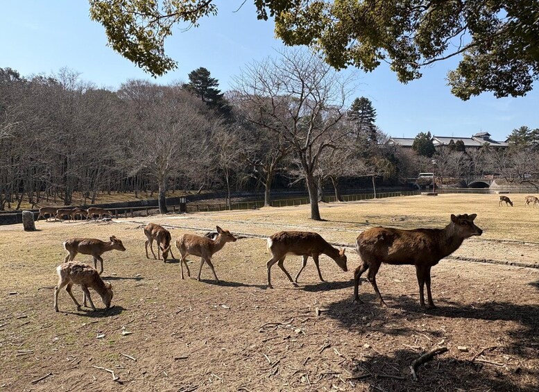 A group of deer grazing in a fenced field with trees and a building in the background. 3