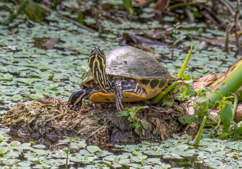 A turtle on a log surrounded by water lilies. 2