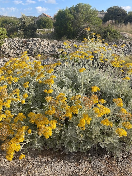 A field of yellow flowers with a stone wall in the background. 2