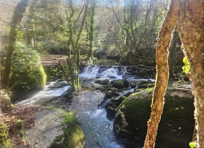 A forested area with a small waterfall and moss-covered rocks. 2