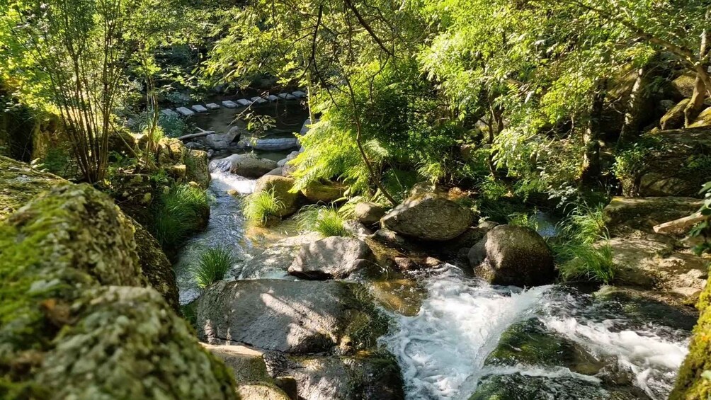 A flowing stream with rocks and lush greenery. 1