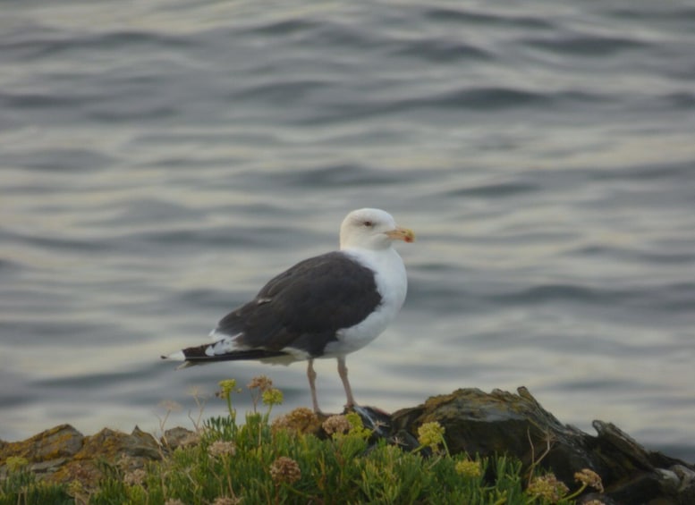 A seagull standing on rocks by the water. 5