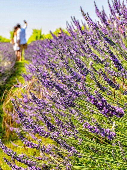 A field of lavender with people in the background. 3
