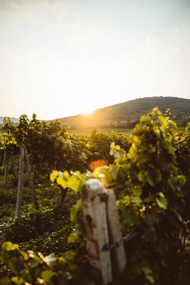 A vineyard with rows of grapevines and a wooden post in the foreground. 2