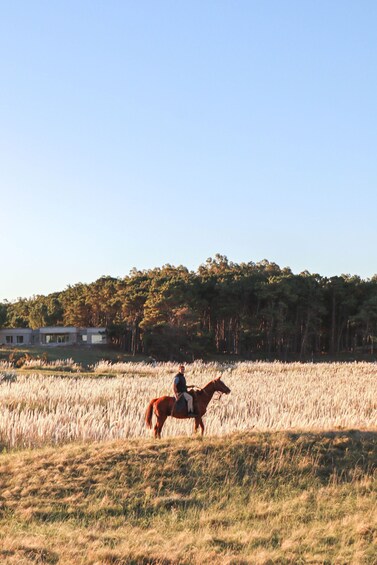 A person riding a horse in a field with a house and trees in the background. 2
