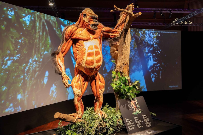 A life-sized gorilla exhibit with a detailed muscular structure, a tree branch, and a backdrop of a forest projection. 1