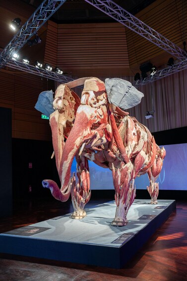 A large anatomical model of a human muscular system displayed on a platform. 2