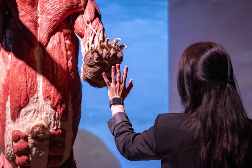 A person reaching out to touch a large, realistic model of a human heart. 4