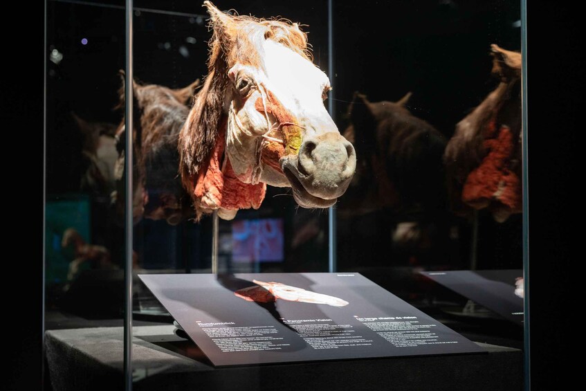 A mounted horse head in a display case with informational plaques. 5