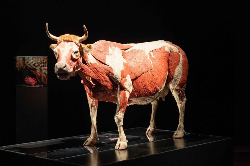 A mounted bull with visible muscle structure, standing on a platform. 3