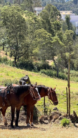 Two horses with saddles standing in a field with trees and a fence in the background. 1