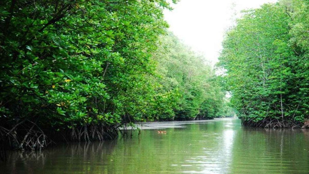A narrow waterway flanked by dense mangrove trees. 4