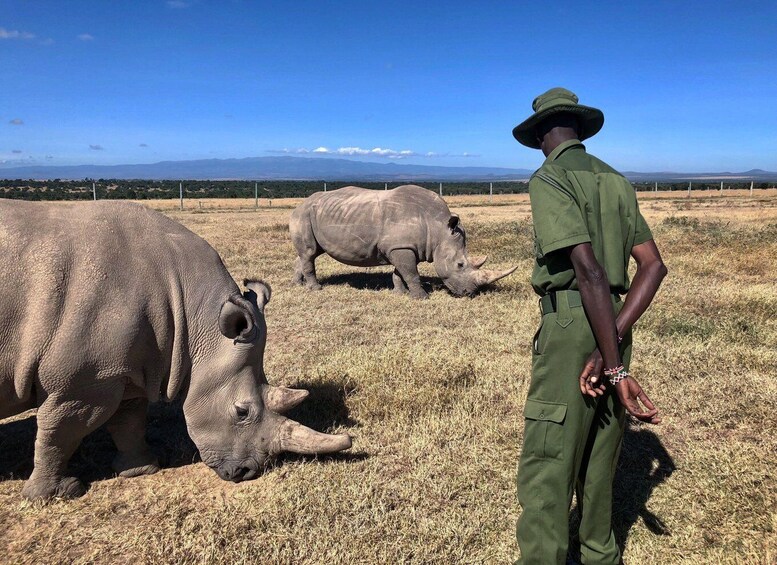 A person in green uniform and hat observing two rhinos grazing in a dry grass field with mountains in the background. 1