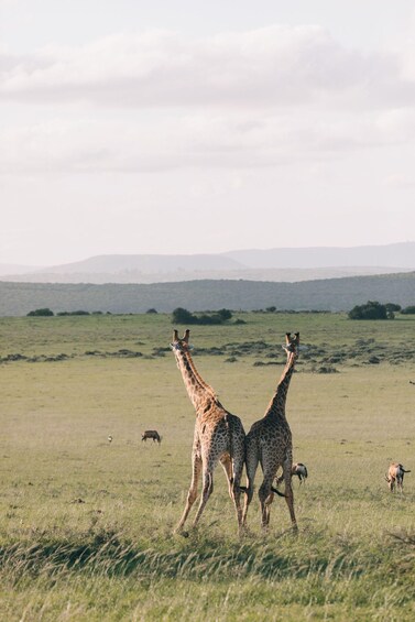 Two giraffes in a grassy field with a few other animals and distant hills. 5