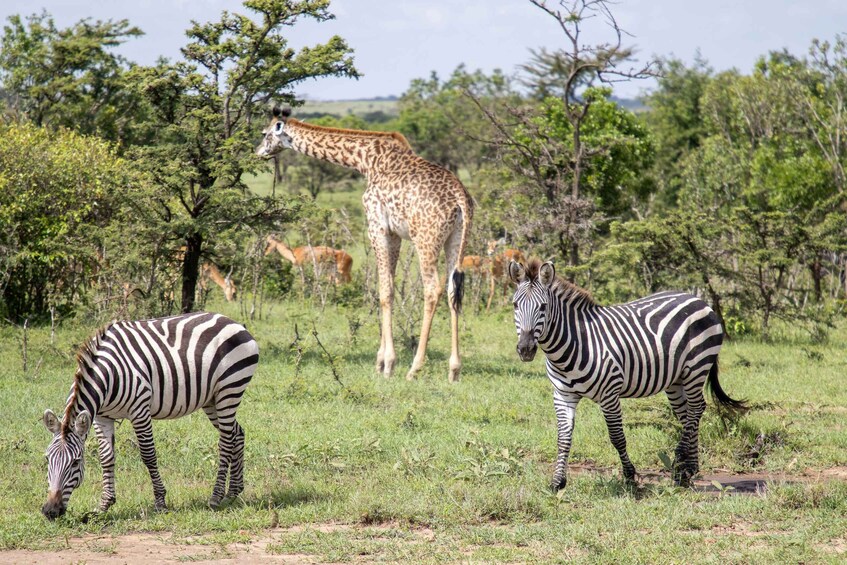 Zebras grazing in a grassy field with giraffes in the background. 4