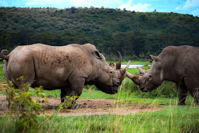 Two rhinoceroses in a grassy field with a forested hill in the background. 3