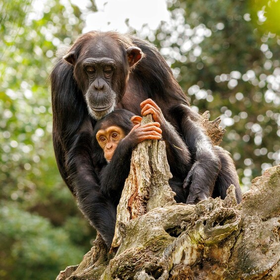 A chimpanzee and its young clinging to a tree trunk. 2