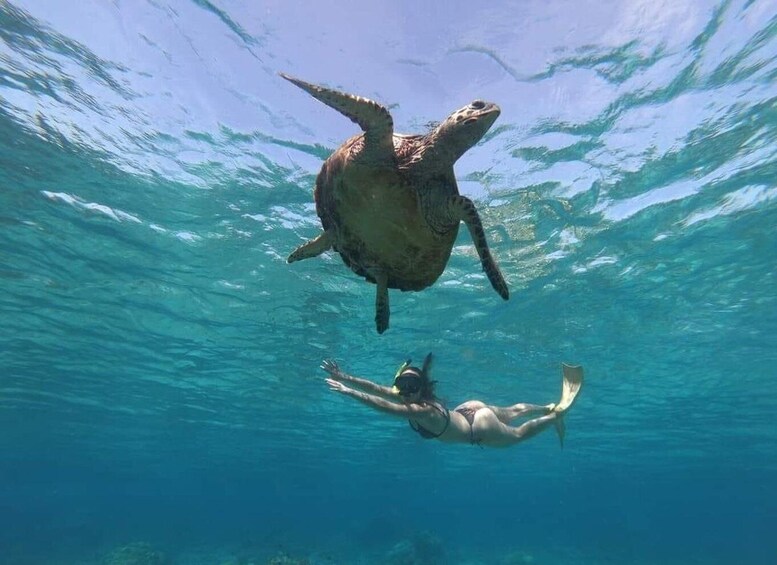 A person swimming with a sea turtle underwater. 1