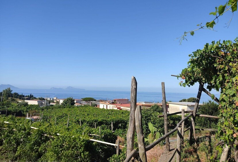 A vineyard with rows of grapevines, wooden trellises, and a coastal view with buildings and mountains in the distance. 3