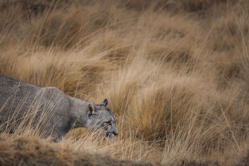 A cougar in a grassy field. 1