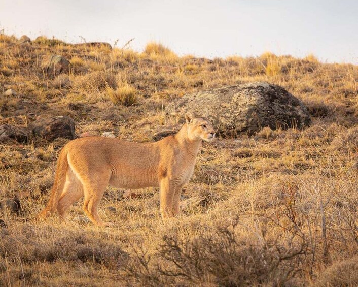 A lioness in a dry grassland with sparse vegetation and a large rock formation in the background. 2