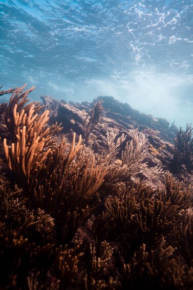 An underwater coral reef with branching corals and sunlight filtering through the water. 5