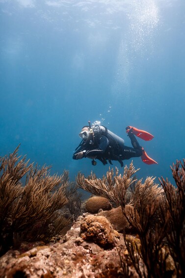 A diver with red fins and a helmet, swimming underwater near coral formations. 1