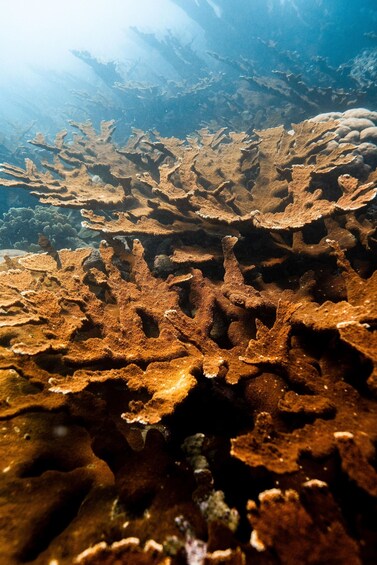 A coral reef with branching formations and a clear water surface. 2