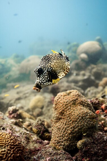 A fish with a spotted pattern swimming near a coral reef. 3