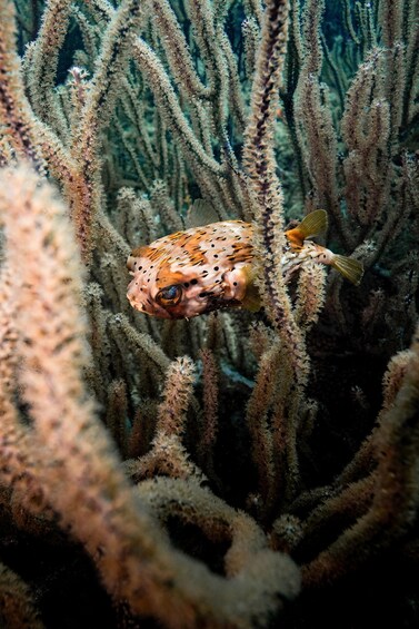 A fish swimming among coral branches. 4