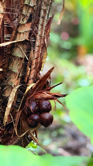 A tree trunk with a cluster of dark brown, spherical fruits and dried leaves. 3