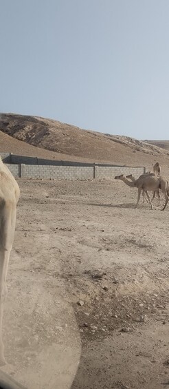 Picture 20 for Activity Salalah: Ayun Jabal AlQara And Prophet Ayup 3