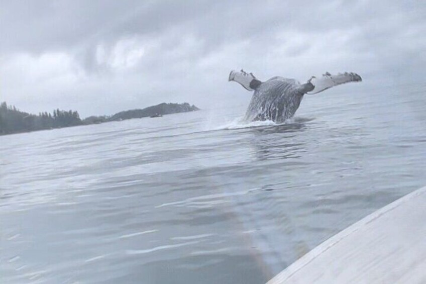 A whale breaching the water near a boat. 1