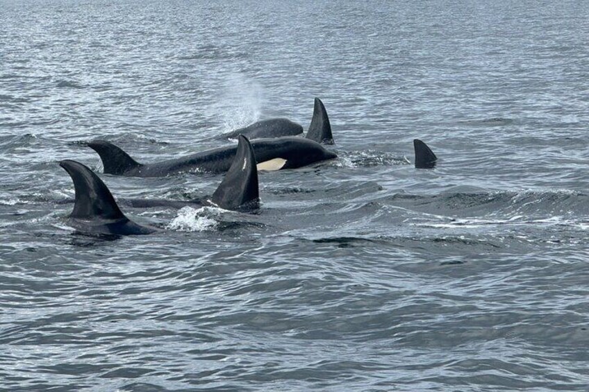 Orcas swimming in the ocean. 4