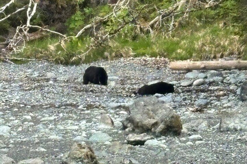 A bear walking on a rocky riverbed. 3