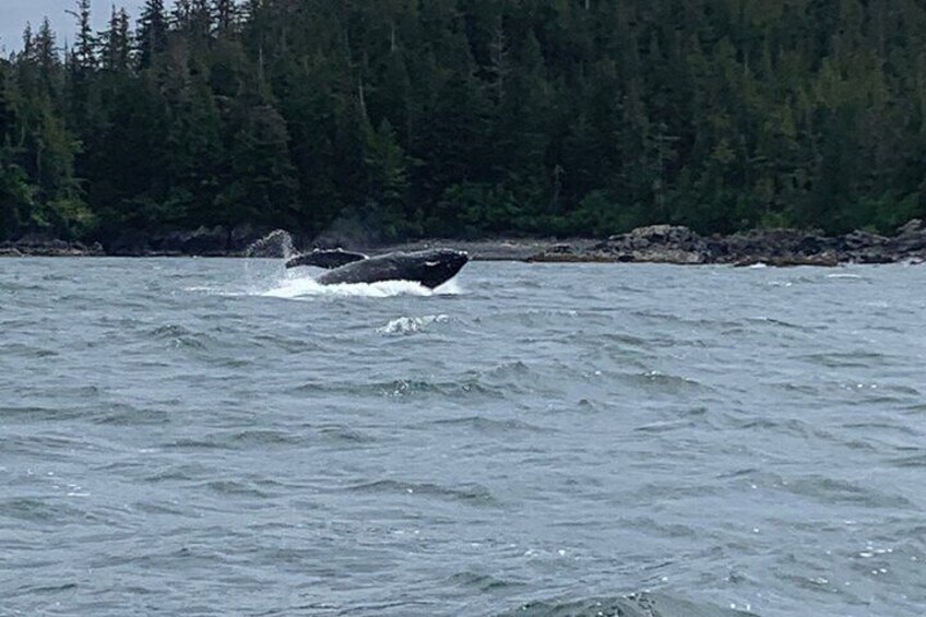 A whale breaching the ocean surface near a forested coastline. 5