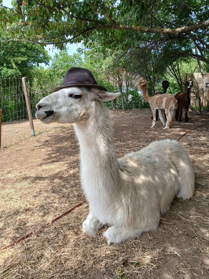 A llama with a hat lying on straw-covered ground, surrounded by trees and other llamas. 2