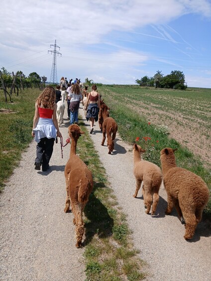 A group of people walking llamas on a gravel path through a field with a power line tower in the background. 3