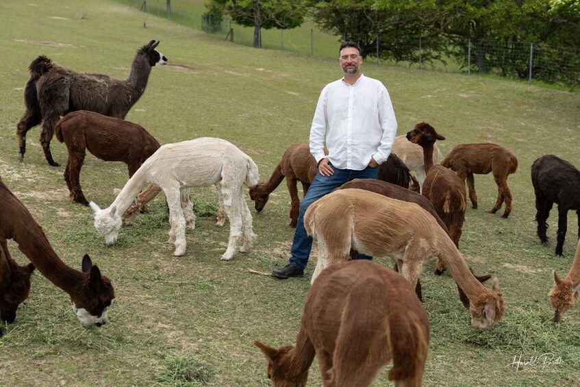 A man standing among a herd of alpacas grazing in a grassy field. 1