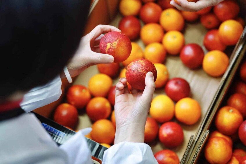A person selecting apples from a crate filled with oranges. 3