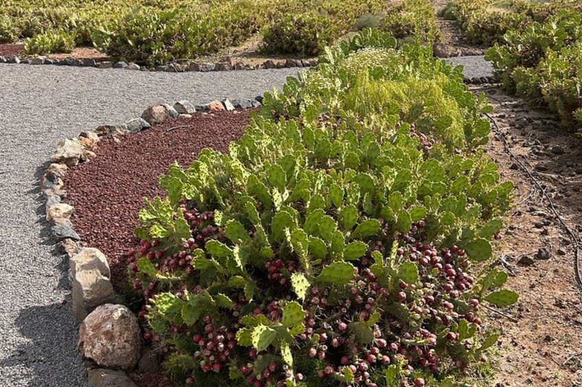 Tenerife Red Cactus Farm Experience: Farm Tour, Tasting & Animals 5